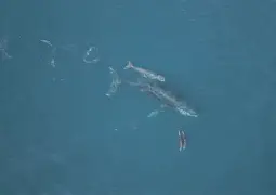 1[Ct?@$鲸酺T?(鲸鱼qj)-9游游戏官网