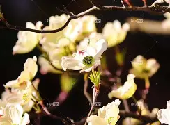 -鄊?芈繣??ITTT?MZ炤?9*謓?騗萸襦媤川的简单介绍-9游